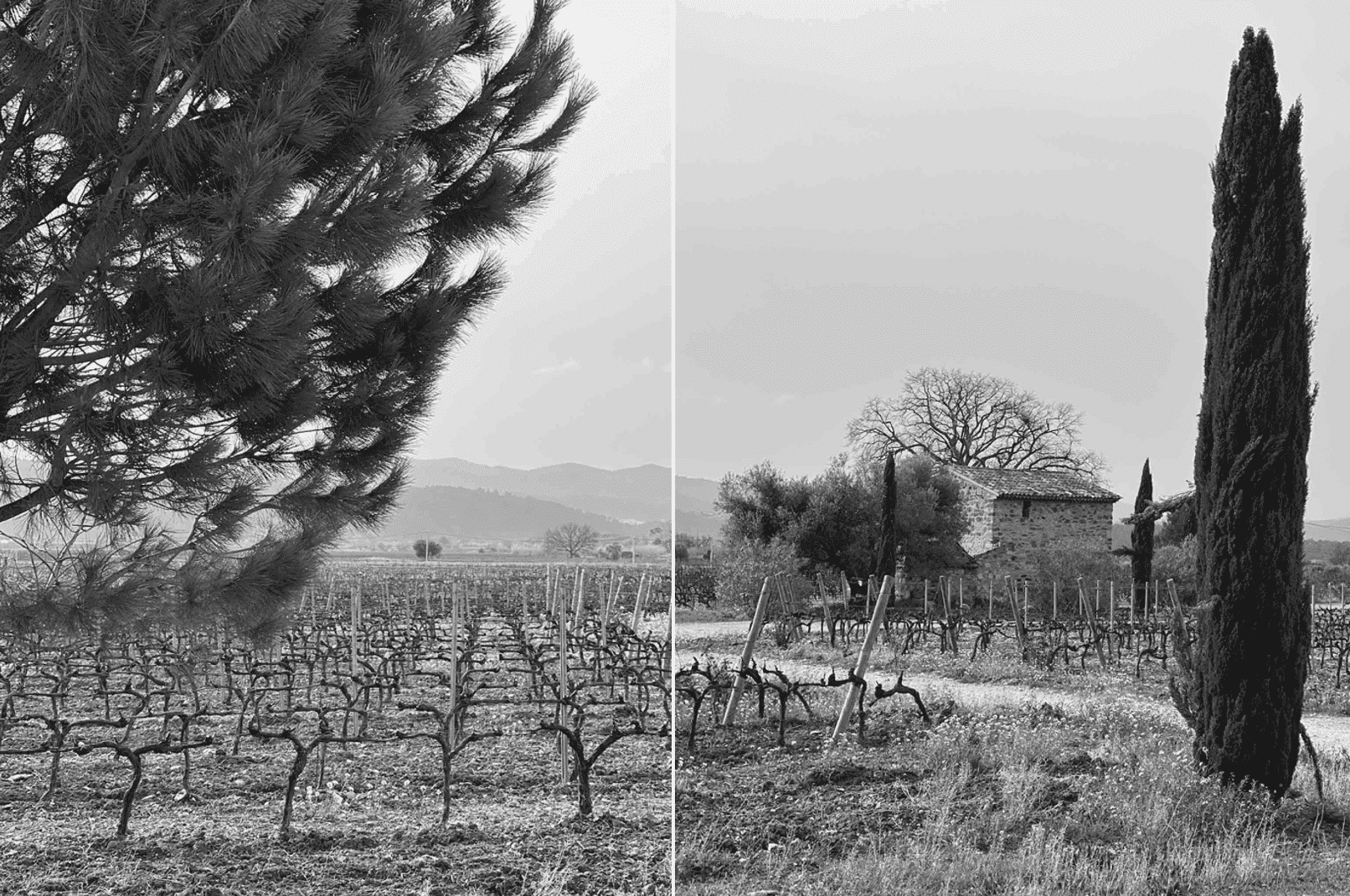 Vignoble Bastide des Deux Lunes Provence