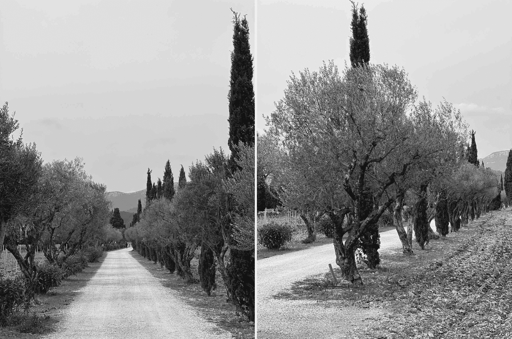 Vignoble Chateau Farambert Provence