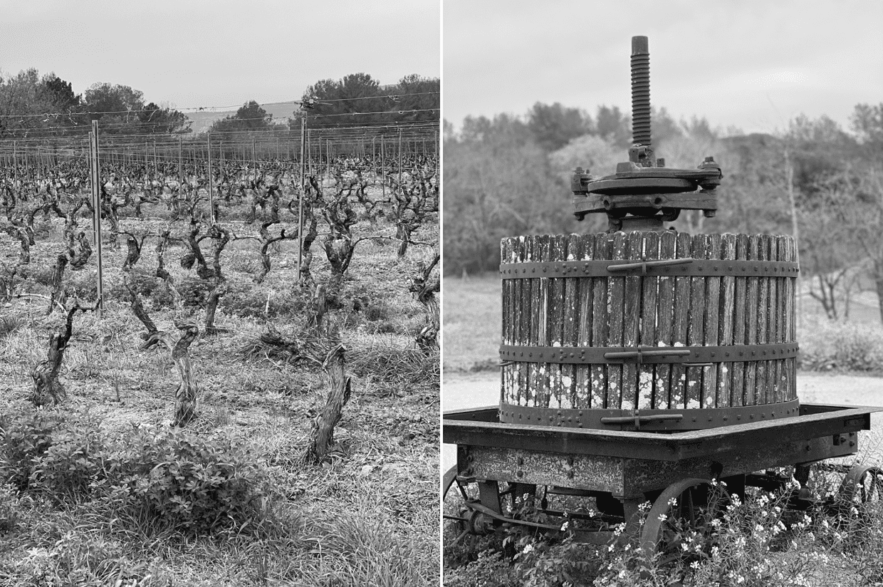 Vignes et vignoble Domaine de Marchandise Provence